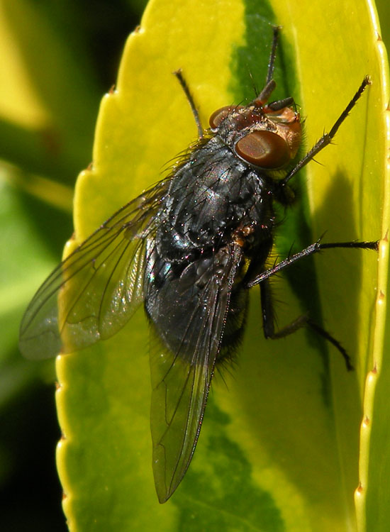 Calliphora vicina